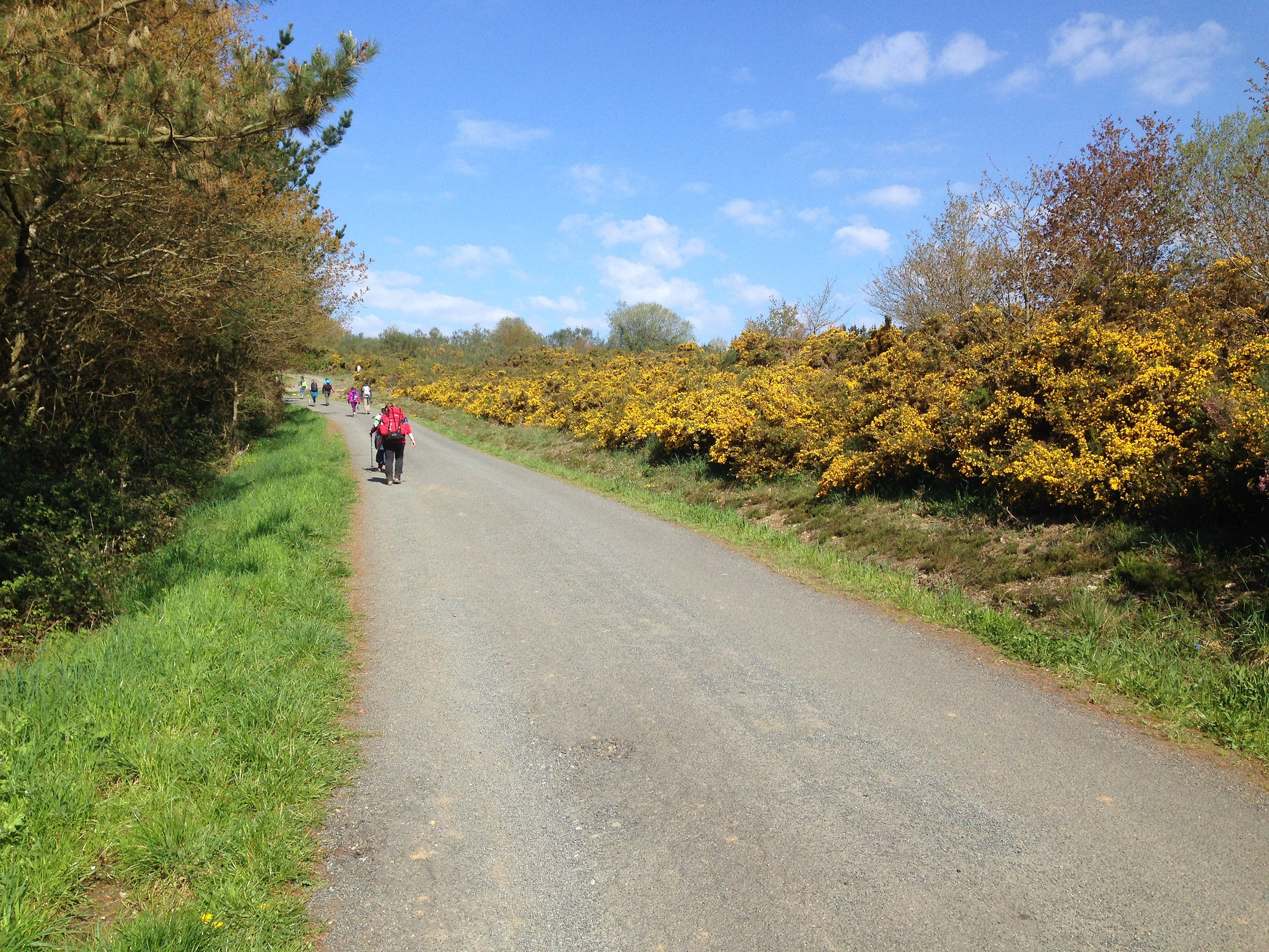 Camino Photo of the Day: Scotch Broom near Castromaior – Pilgrims on